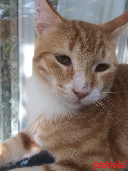Sarman, Kedi  Chester fotoğrafı