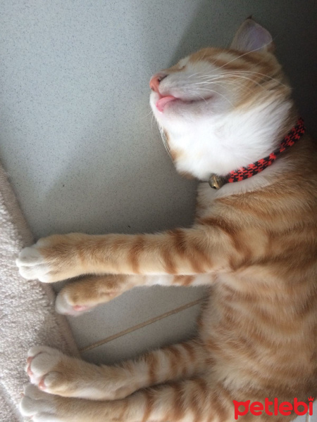 Sarman, Kedi  Chester fotoğrafı