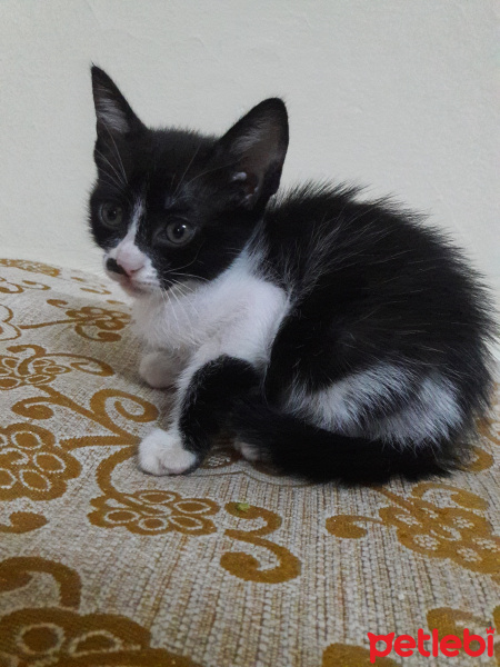 Tekir Kedi, Kedi  Felix fotoğrafı