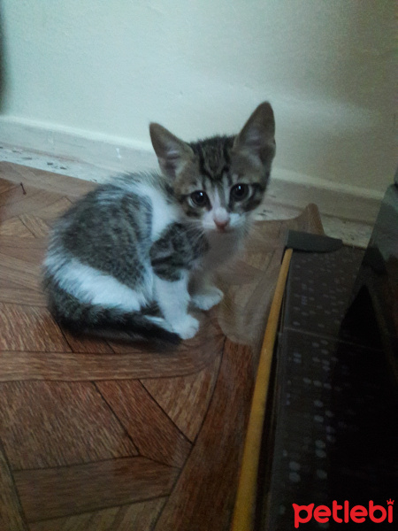 Tekir Kedi, Kedi  Bonbon fotoğrafı