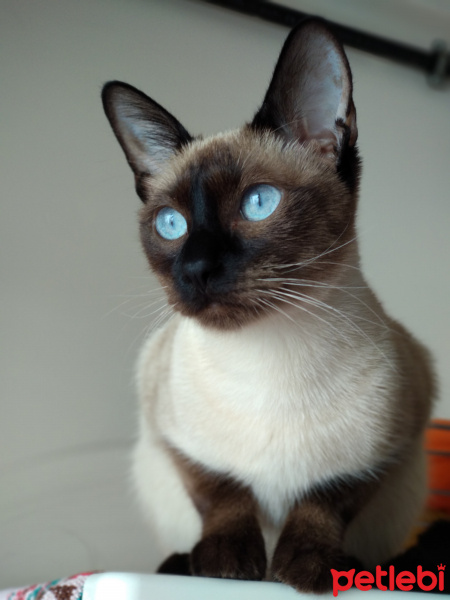 Siyam Kedisi, Kedi  Ponçik fotoğrafı