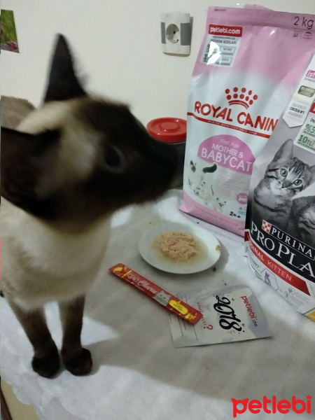 Siyam Kedisi, Kedi  Ponçik fotoğrafı