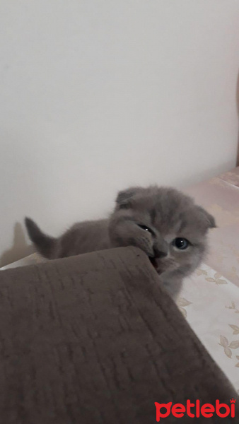 Scottish Fold, Kedi  Hera fotoğrafı