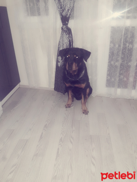 Rottweiler, Köpek  Cesur fotoğrafı