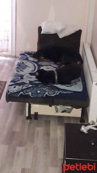 Rottweiler, Köpek  Cesur fotoğrafı