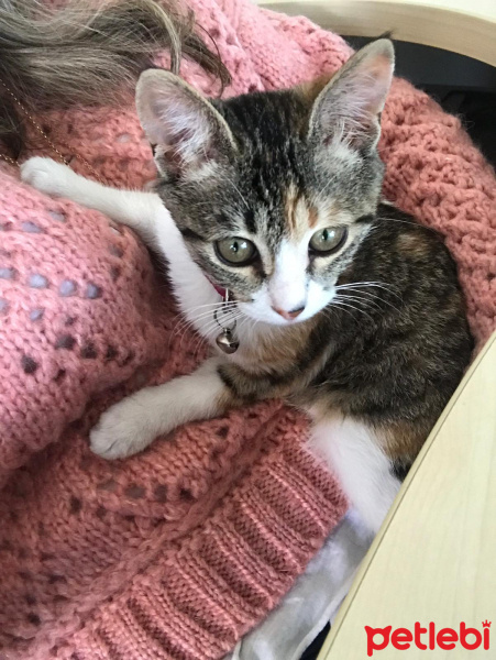 Tekir Kedi, Kedi  BuBu fotoğrafı