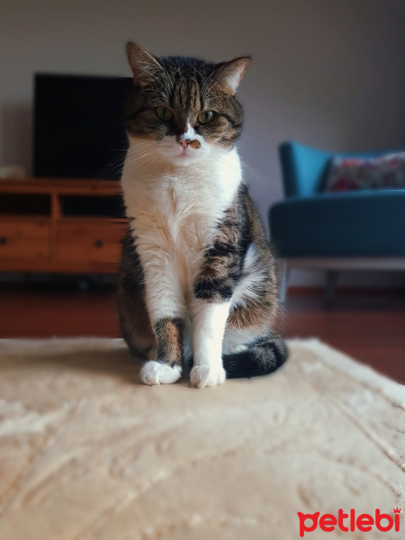Tekir Kedi, Kedi  Reis fotoğrafı