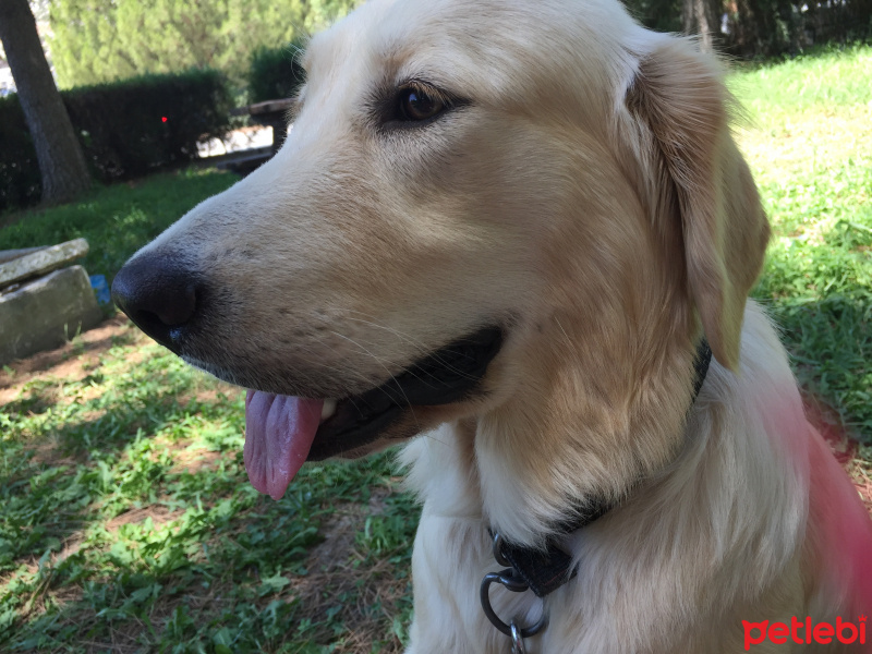 Golden Retriever, Köpek  Mish fotoğrafı