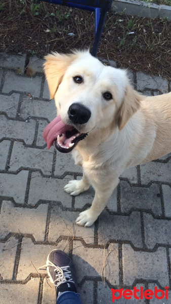 Golden Retriever, Köpek  Mish fotoğrafı