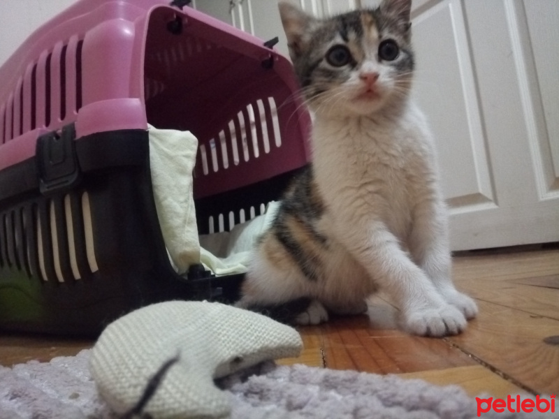 Tekir Kedi, Kedi  Şukufe fotoğrafı