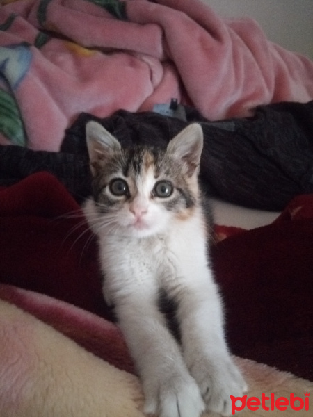 Tekir Kedi, Kedi  Şukufe fotoğrafı