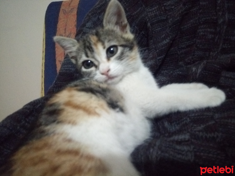 Tekir Kedi, Kedi  Şukufe fotoğrafı