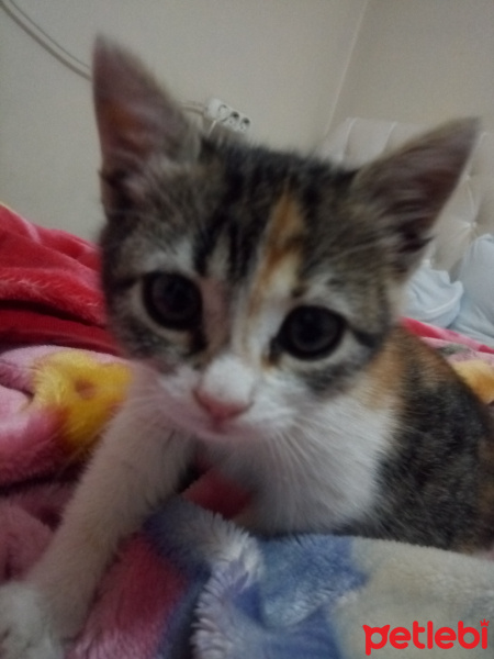 Tekir Kedi, Kedi  Şukufe fotoğrafı