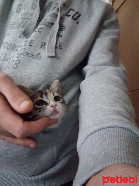 Tekir Kedi, Kedi  Şukufe fotoğrafı