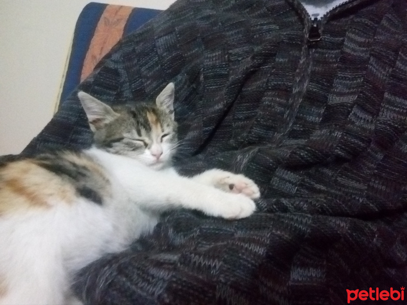Tekir Kedi, Kedi  Şukufe fotoğrafı
