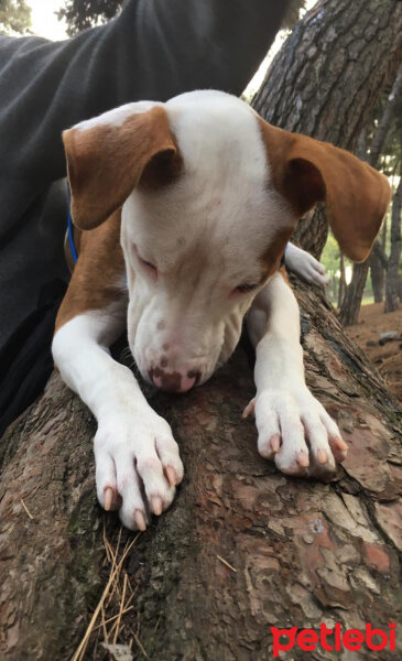 Amerikan Pitbull Terrier, Köpek  Effie fotoğrafı