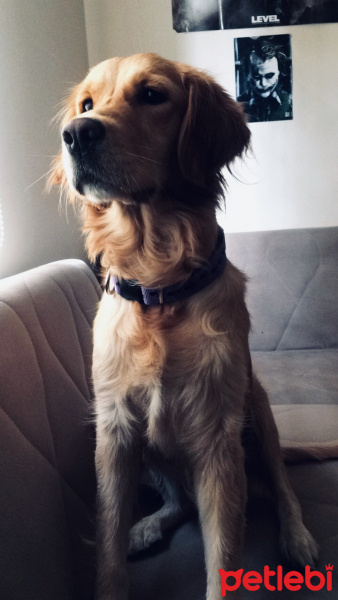 Golden Retriever, Köpek  Lupin fotoğrafı