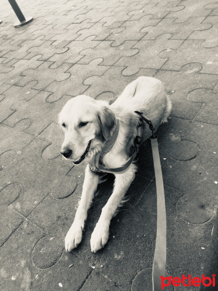 Golden Retriever, Köpek  Lupin fotoğrafı