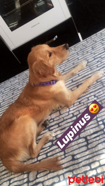 Golden Retriever, Köpek  Lupin fotoğrafı