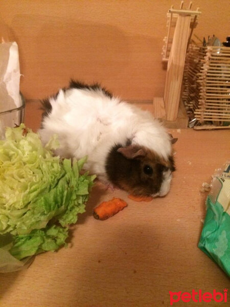 Guinea Pig, Kemirgen  Buçi fotoğrafı