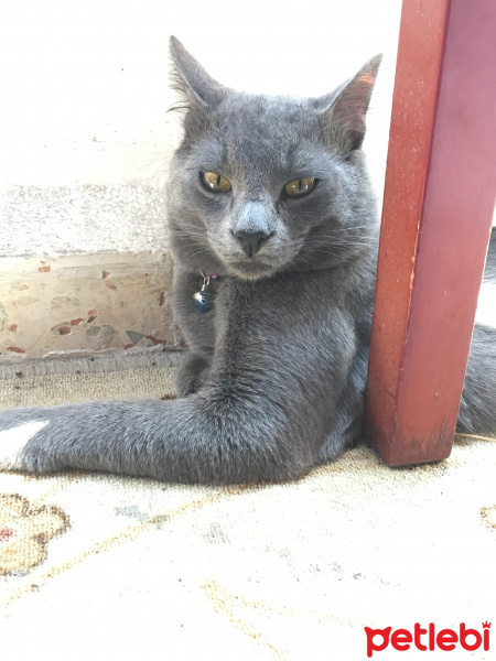 Chartreux, Kedi  Duman fotoğrafı
