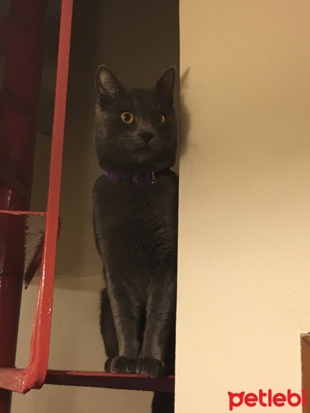 Chartreux, Kedi  Duman fotoğrafı