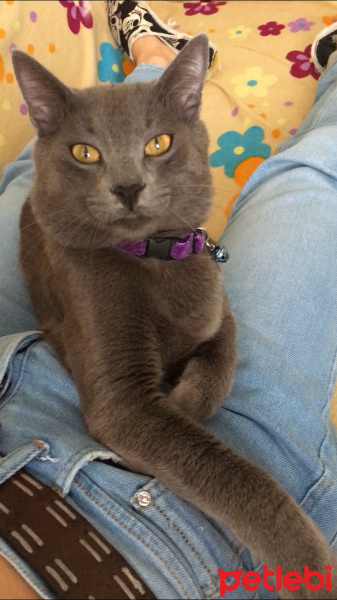 Chartreux, Kedi  Duman fotoğrafı