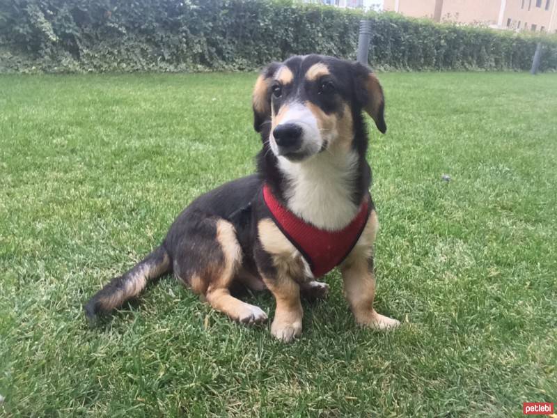 Beagle, Köpek  Maylo fotoğrafı