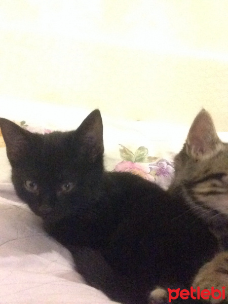Tekir Kedi, Kedi  Pati fotoğrafı