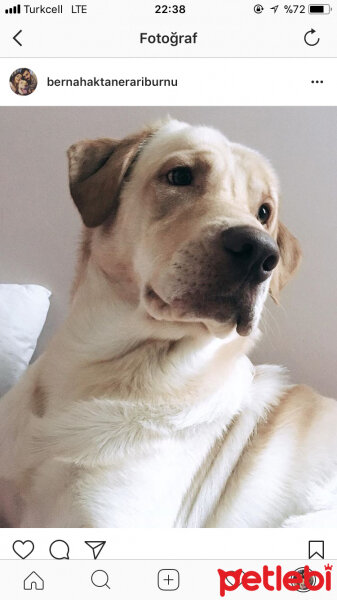 Labrador Retriever, Köpek  Kuzey fotoğrafı