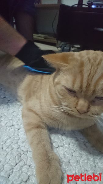 British Shorthair, Kedi  Sunny fotoğrafı