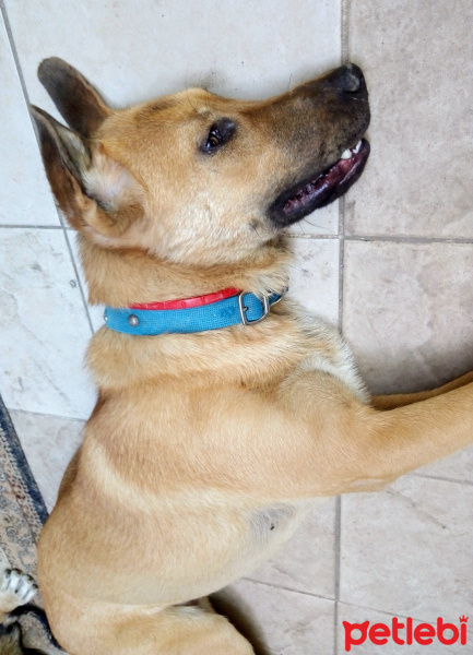 Kangal, Köpek  Leydi fotoğrafı