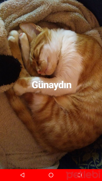 Sarman, Kedi  Minnak fotoğrafı