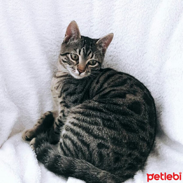 Tekir Kedi, Kedi  İncir fotoğrafı