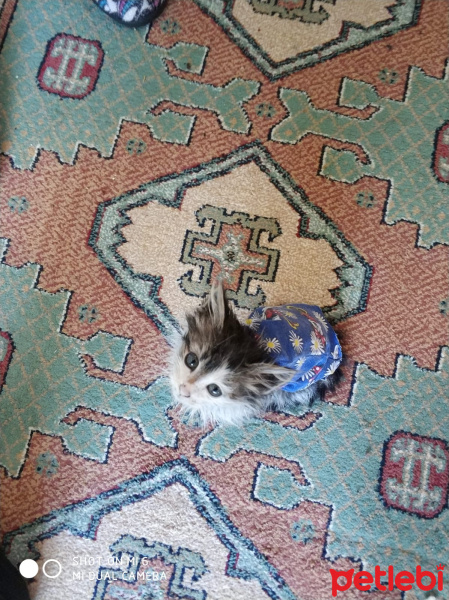 Sibirya Kedisi, Kedi  Cücü fotoğrafı