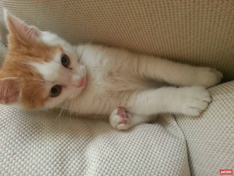 Tekir Kedi, Kedi  Minik fotoğrafı