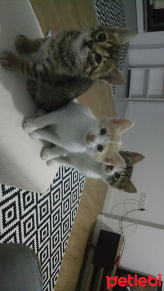 Tekir Kedi, Kedi  Can sefa cevat fotoğrafı