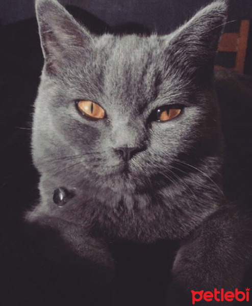Scottish Fold, Kedi  Luna fotoğrafı