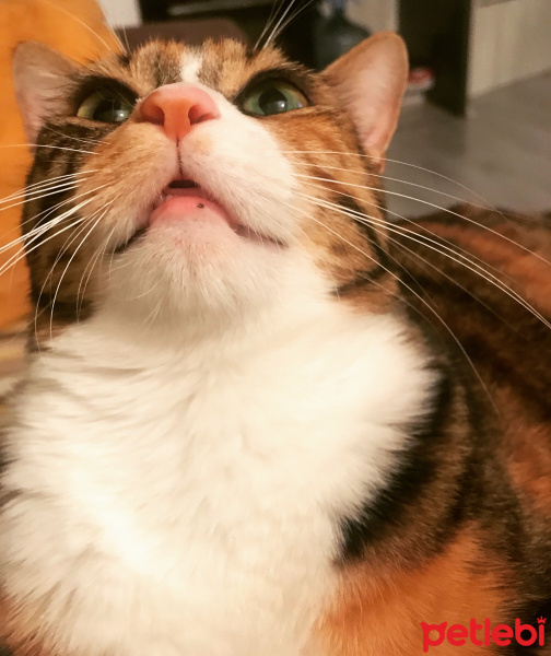 Tekir Kedi, Kedi  Arya fotoğrafı