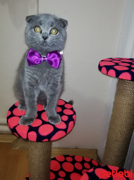Scottish Fold, Kedi  Gölge fotoğrafı