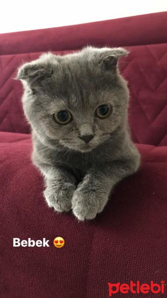Scottish Fold, Kedi  Reçel fotoğrafı