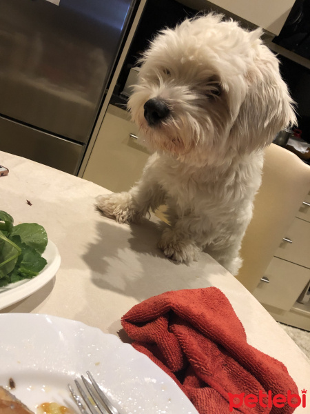 Maltese, Köpek  Pamuk fotoğrafı