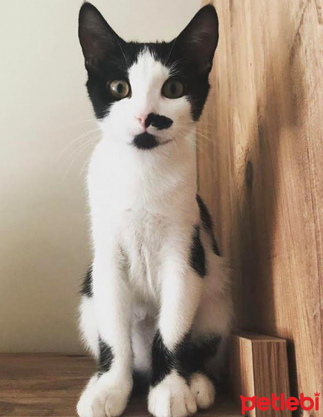 Tuxedo (Smokin) Kedi, Kedi  Moni fotoğrafı