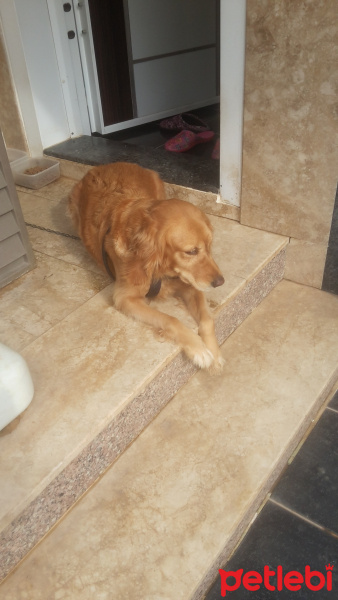 Golden Retriever, Köpek  Balkız fotoğrafı