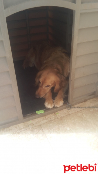 Golden Retriever, Köpek  Balkız fotoğrafı