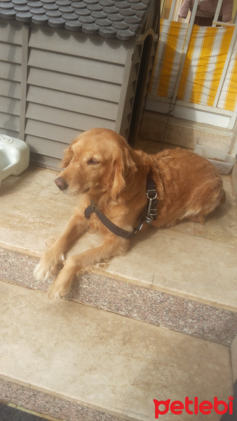 Golden Retriever, Köpek  Balkız fotoğrafı