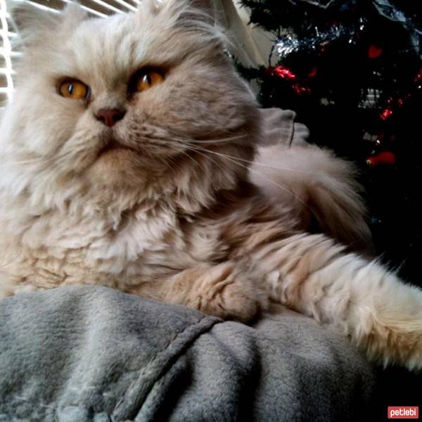 İran Kedisi (Persian), Kedi  Yumi  fotoğrafı