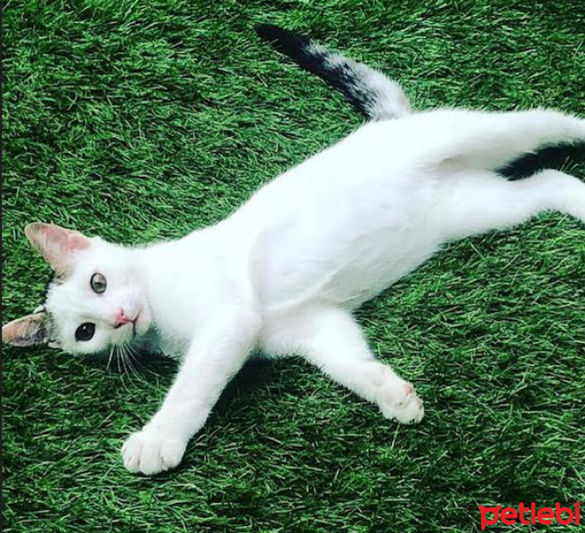 Tekir Kedi, Kedi  Loki fotoğrafı