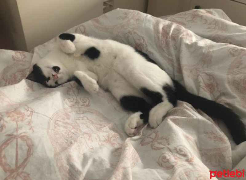 Tekir Kedi, Kedi  Loya fotoğrafı