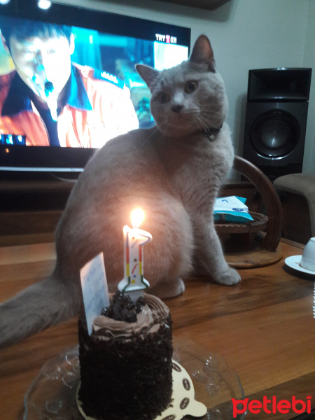 British Shorthair, Kedi  Tosun fotoğrafı